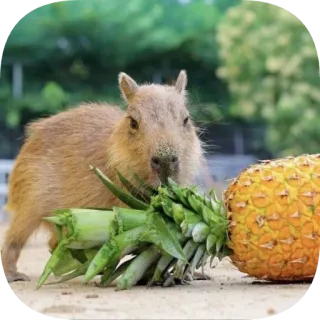 🍍 capybara telegram sticker