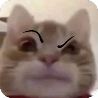 🫥 cat, animal, meme, humor, internet, funny telegram sticker