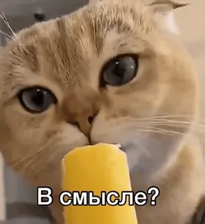 😳 В смысле? кот, эскимо, русский, вопрос telegram sticker