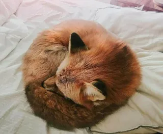 🦊 fox, animal, sleeping, curled, cute, red fox telegram sticker