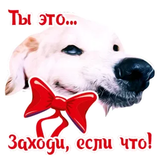 😗 Ты это... 
Заходи, если что! dog, bow, pet, animal, golden retriever, cute telegram sticker
