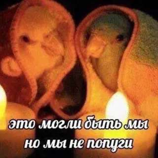 🥰 это могли быть мы но мы не попуги vogels, papegaaien, kaarsen, liefde, meme telegram sticker