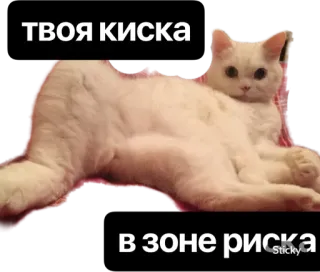 😈 твоя киска 
в зоне риска cat, humor, russian, sticker whatsapp sticker