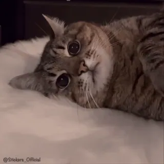 🥺 gatto, animale domestico, animale, carino, gatto domestico, gatto tigrato, felino telegram sticker