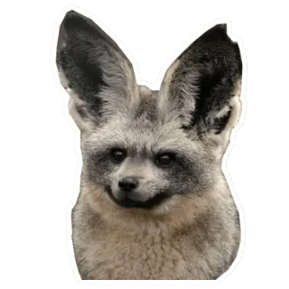 👏 bat-eared fox, animal, mammal, wildlife, fox, big ears telegram sticker