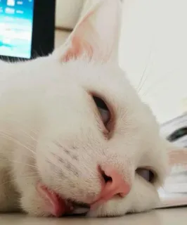 🐱 kucing, kucing putih, hewan, binatang peliharaan, tidur, hewan peliharaan telegram sticker