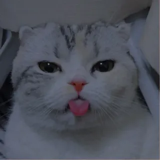 💗 kat, lief, dier, huisdier, tong, grappig, kitten telegram sticker