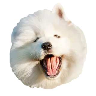 😄 犬, サモエド, かわいい, 動物, ペット, ふわふわ, 白い犬 telegram sticker