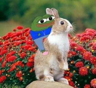 🐇 Pepe the Frog Pepe Żaba, królik, mem, kultura internetowa, zwierzę, żaba telegram sticker