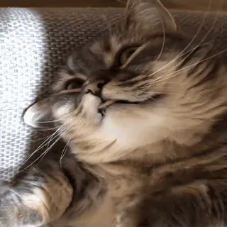 👅 gatto, animale, dormire, animale domestico, carino, divertente telegram sticker