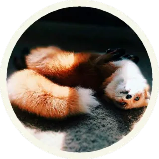 😴 vos, dier, wildlife, rode vos, zoogdier, natuur telegram sticker
