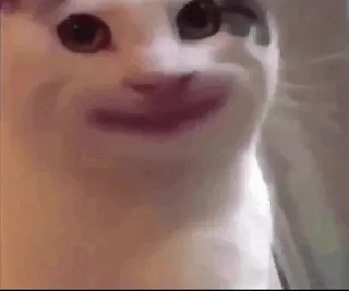🙂 cat, meme, funny, animal, pet telegram sticker