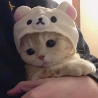 🪐 cat, kitten, bear, hat, cute, pet, animal telegram sticker