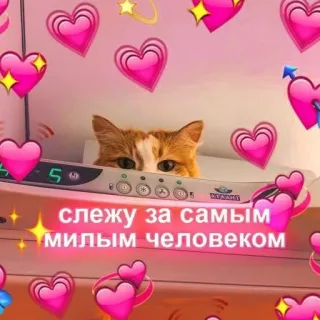 🩰 слежу за самым милым человеком Katze, Herzen, süß, Tier, beobachten whatsapp sticker