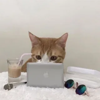 🌟 gatto, laptop, occhiali da sole, caffè, carino, animale, ufficio telegram sticker