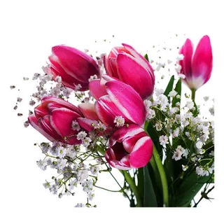 🌹 tulpen, blumen, rosa, schleierkraut, blumengesteck, strauß, frühling telegram sticker