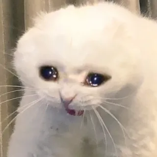 🥺 chat, triste, pleurs, contrarié, chat blanc, chaton telegram sticker