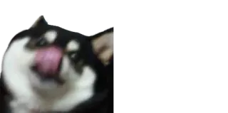 ❤️ cão, animal de estimação, animal, lambendo, fofo, husky telegram sticker