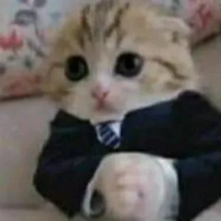 😳 gato, traje, negocios, lindo, animal, gatito, ropa formal whatsapp sticker