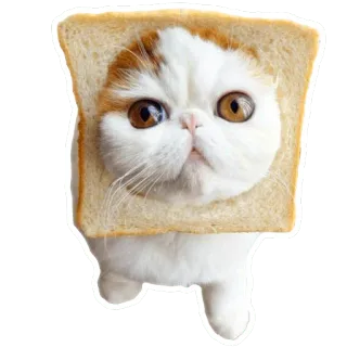 cats telegram stickers