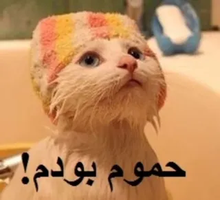 🛁 حموم بودم! cat, bath, cute, funny, animal, pet, kitten telegram sticker
