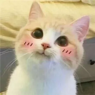 😊 kucing, imut, hewan, hewan peliharaan, binatang peliharaan, kawaii, merona telegram sticker