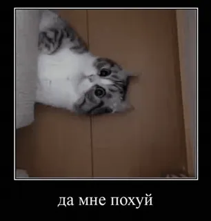 🌟 да мне похуй mèo, meme, hài hước, động vật, cay nghiệt, Nga, thờ ơ whatsapp sticker