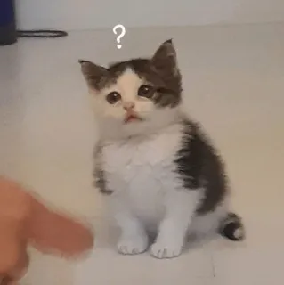 🕯 ? kitten, cat, question mark, cute, confused whatsapp sticker