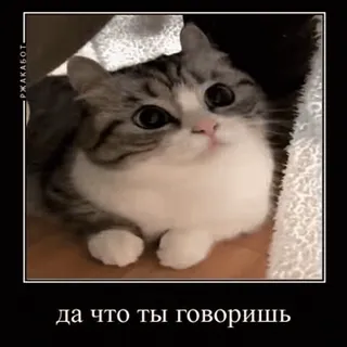 🐱 да что ты говоришь gatto, meme, carino, divertente telegram sticker