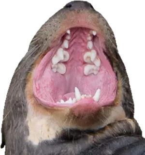 😮 wydra, pysk, zęby, zwierzę, otwarty pysk, ssak telegram sticker