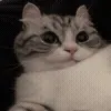 😺