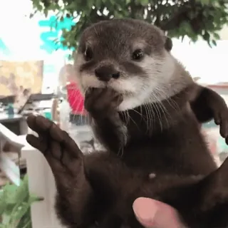 🤔 otter, animal, cute, mammal, wildlife, adorable telegram sticker