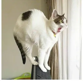 🎃 gato, assustado, animal, animal de estimação, animal doméstico, amedrontado, bocejo, assustado whatsapp sticker