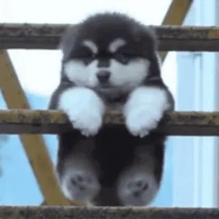 🌟 dog, puppy, cute, animal, husky, stairs telegram sticker