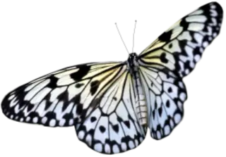 🐝 butterfly, insect, nature, wings, white, black whatsapp sticker