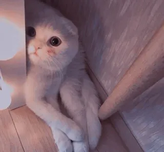 🐱 고양이, 새끼 고양이, 귀여운, 애완 동물, 동물 telegram sticker