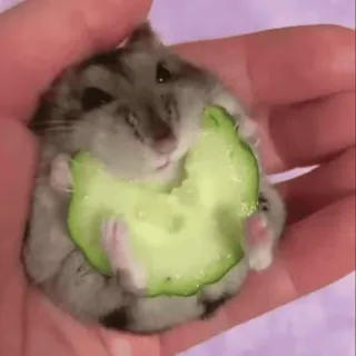 🐹 hamster, fofo, animal, animal de estimação, pepino, comida, pequeno animal, roedor telegram sticker