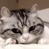 😺