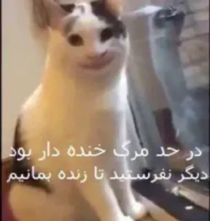 😂 در حد مرگ خنده دار بود
دیگر نفرستید تا زنده بمانیم kat, meme, grappig, grap, dier, humor, tekst telegram sticker