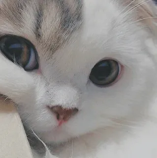 🐱 kot, zwierzę, zwierzę domowe, słodki, koci telegram sticker