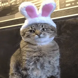 🐰 gato, animal, páscoa, orelhas de coelho, animal de estimação, fofo telegram sticker