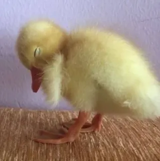 🌟 patito, amarillo, animal bebé, lindo, pájaro, durmiendo telegram sticker