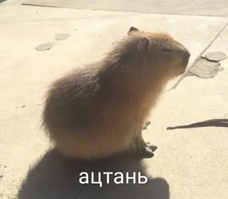 😒 ацтань capybara, animal, rongeur, mignon whatsapp sticker