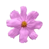 🌸