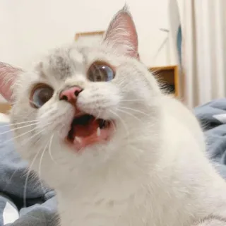 Котеки telegram stickers