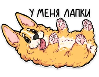🐾 У МЕНЯ ЛАПКИ corgi, anjing, lucu, kartun, lucu, hewan telegram sticker