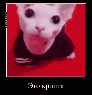 🐱 Это крипта Katze, Tier, Meme, Sphynx, Haustier, lustig telegram sticker