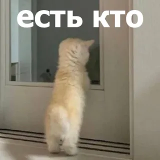 🫣 есть кто แมว, หน้าต่าง, สัตว์, น่ารัก, สัตว์เลี้ยง telegram sticker