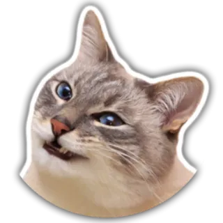 😉 gato, animal, mascota, meme, gracioso, expresión, lindo, pegatina whatsapp sticker
