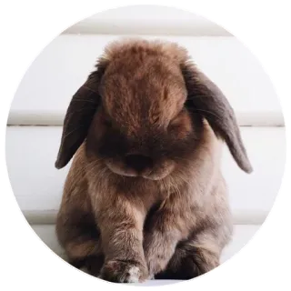 😒 bunny, rabbit, animal, pet, cute, lop-eared telegram sticker